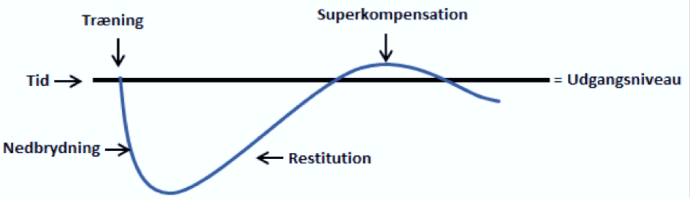 superkompensation-fase