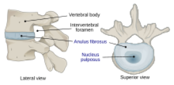 Tegning af rygsøjlens opbygning med knogler og discusskiver